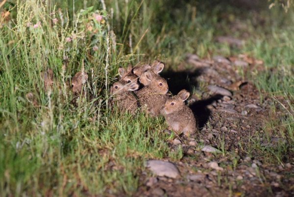 Иберийский заяц Португалия