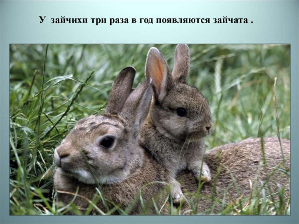 Степной заяц толай