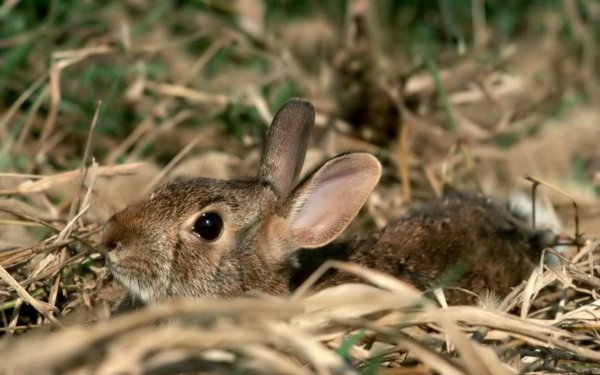 Lepus castroviejoi
