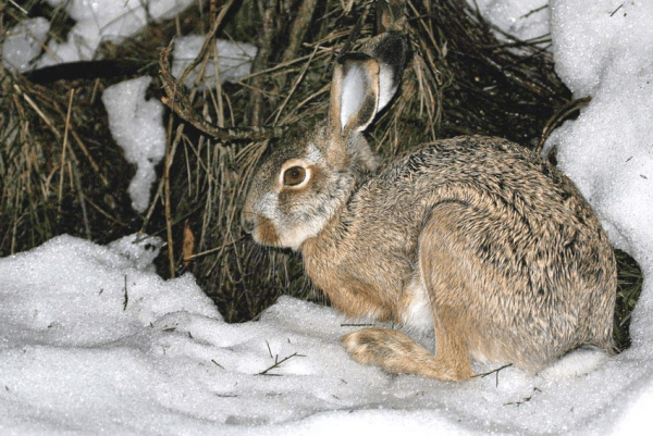 Дикий кролик