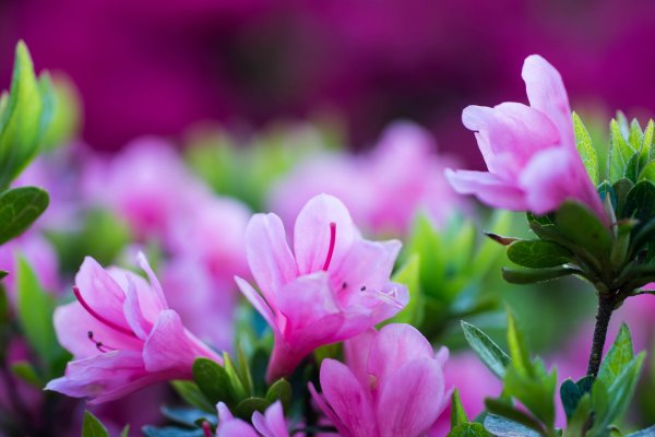 Магнолия фиолетовая