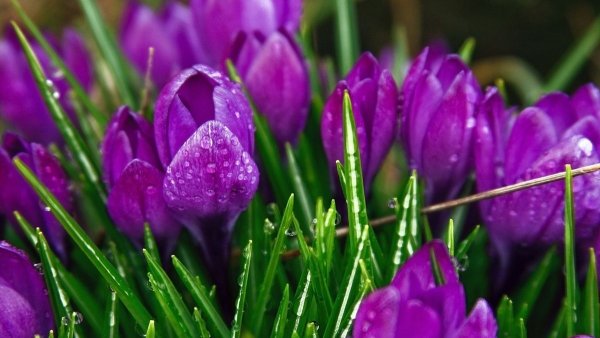 Цветочный фон