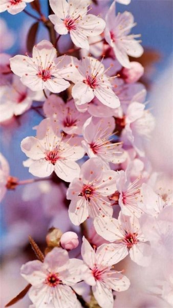 Вишня черри блоссом