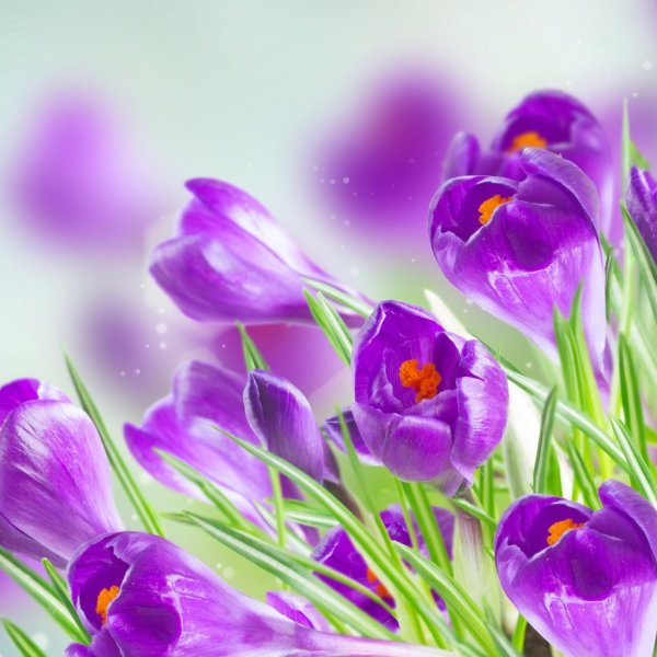 Красивые весенние цветы