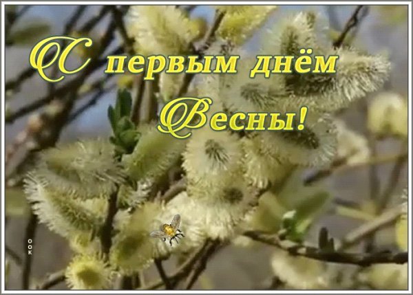 С первым днем весны Мимоза