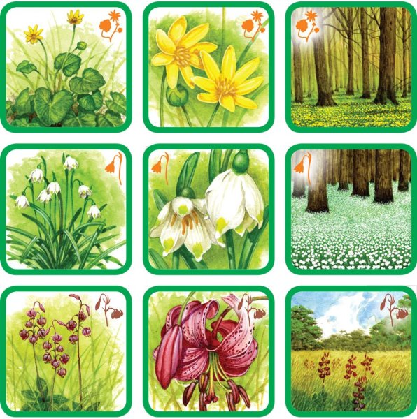 Растения для дошкольников