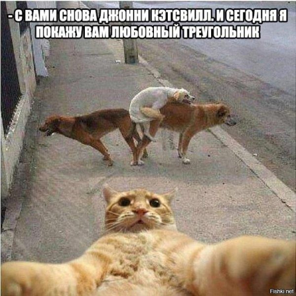 Джонни Кэтсвилл и собаки