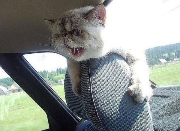 Веселые картинки с комментариями