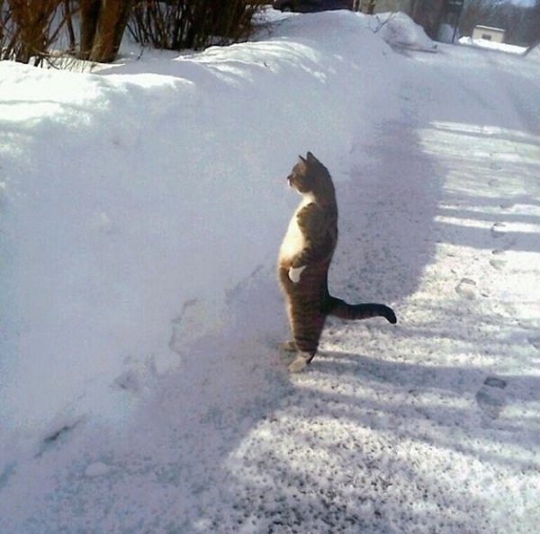 Зима пришла прикол