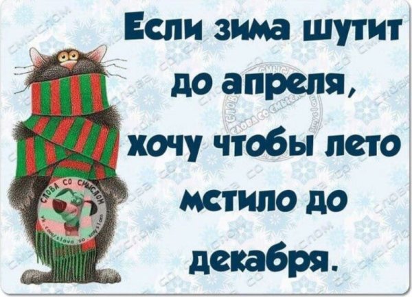 Смешной кот в снегу