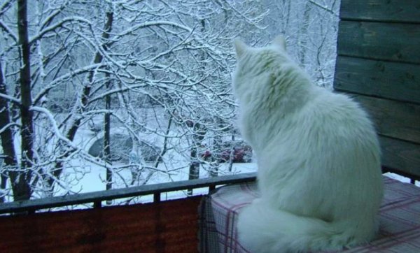 Ну вот и зима пришла