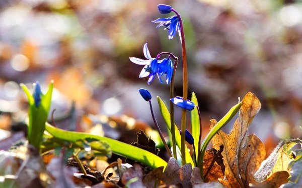 Первоцветы пролески