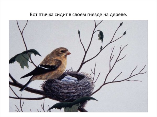Птицы вьют гнезда картинки для детей