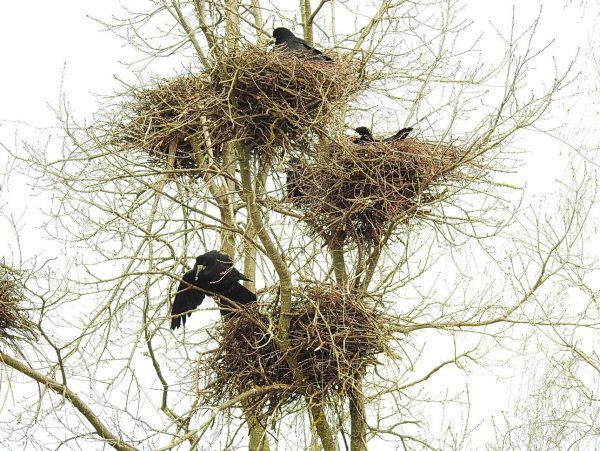 Грач птица гнездо