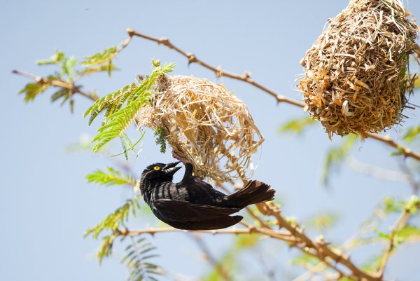 Сагызган гнездо
