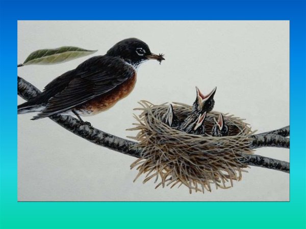 Птица подлетает к гнезду