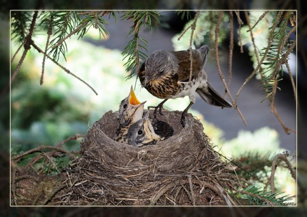 Дрозд свил гнездо