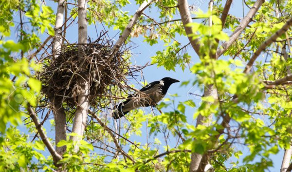 Гнезда грачей и ворон