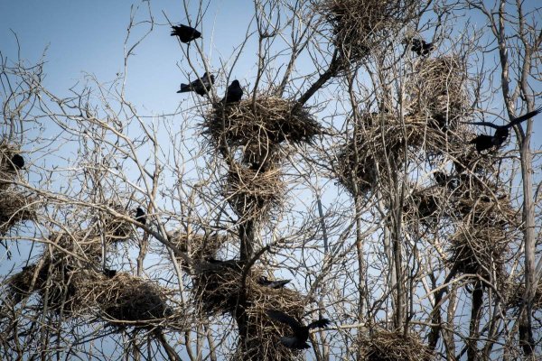 Грач птица гнездо