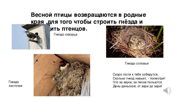 Какие птицы вьют гнезда