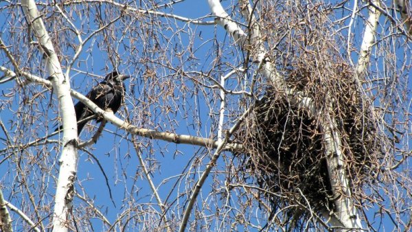 Весеннее гнездо
