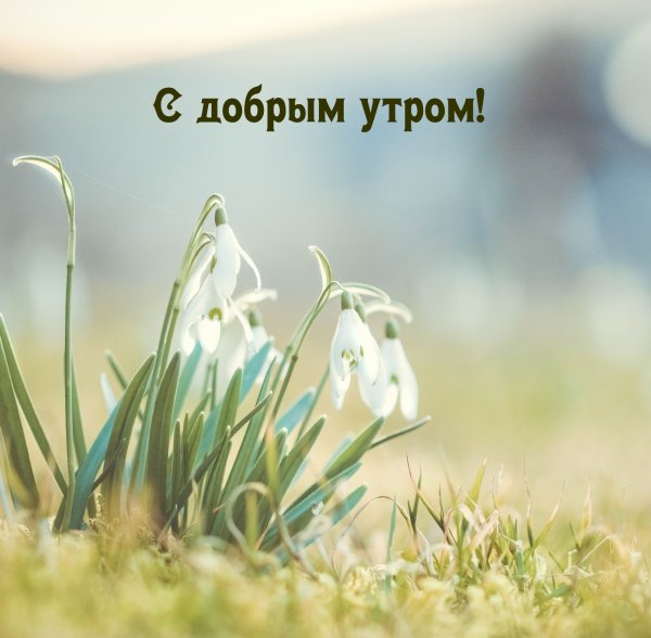 Альпийские Луга закат Швейцария