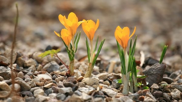 Яблони в цвету