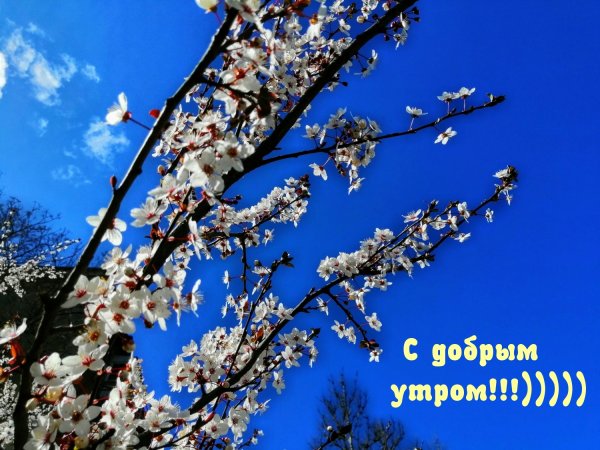 Доброе утро картинки