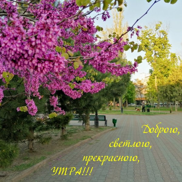 Открытки с добрым утром без войны