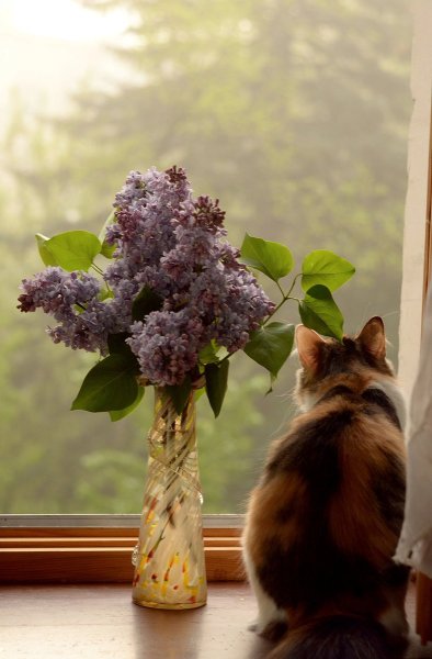 С добрым утром березы