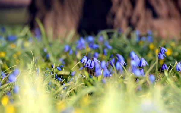 Пролески в траве