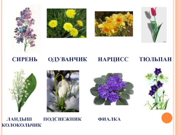 Весенние цветы с названиями для детей