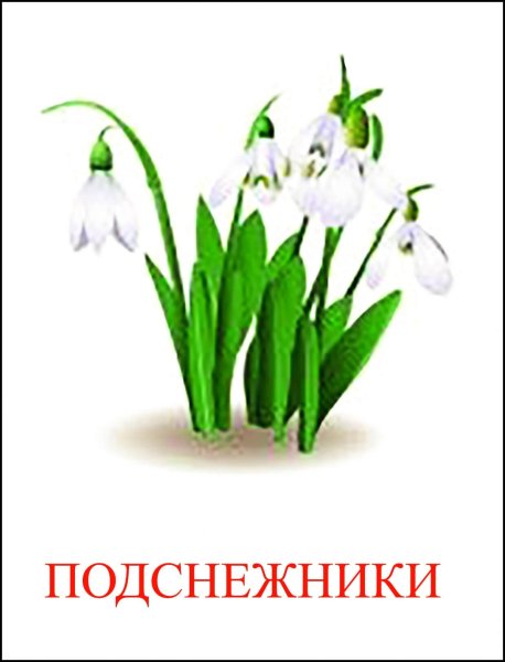 Весенние цветы карточки для детей
