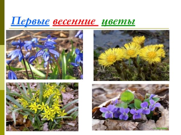 Весенние цветы для детей дошкольного возраста