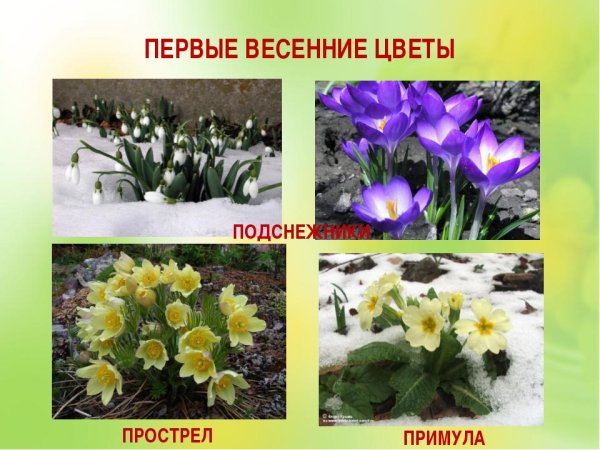 Весенние цветы названия