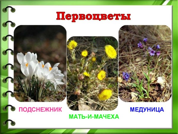 Первоцветы названия