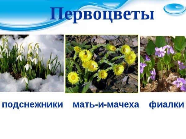 Весенние цветы с названиями для детей