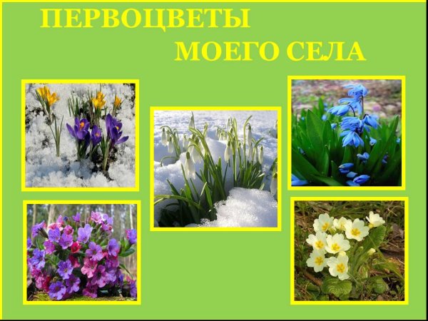 Первоцветы для дошкольников