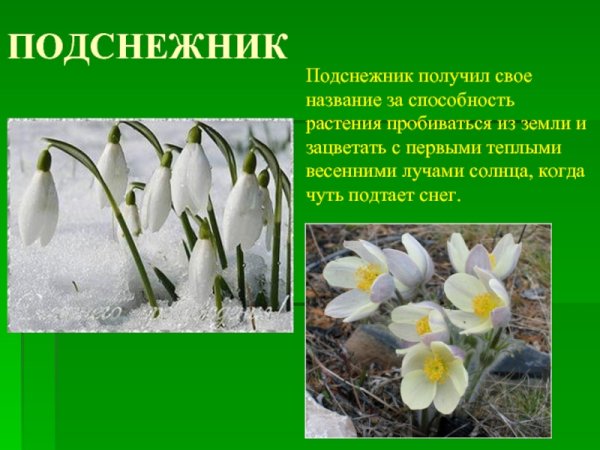 Первоцветы для детей дошкольного возраста