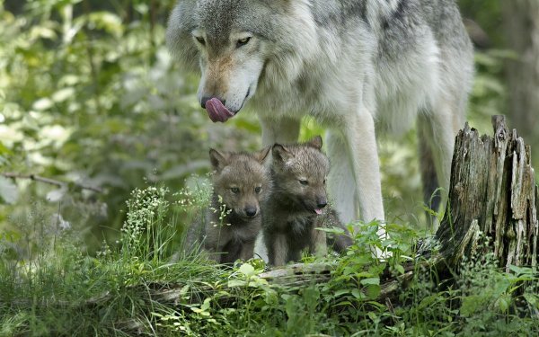 Волк волчица Волчонок семья