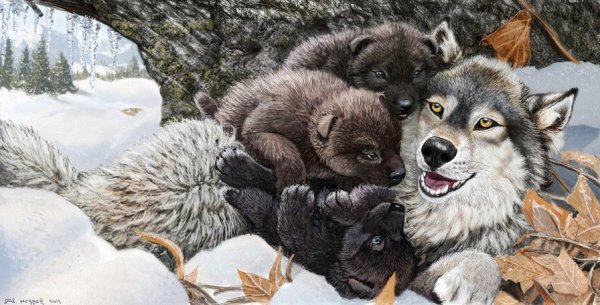 Волк волчица и Волчонок