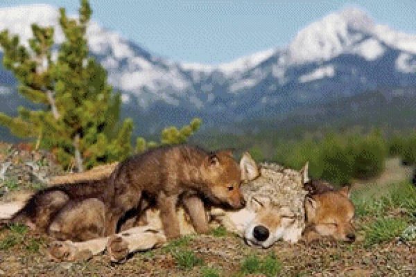 Волчиц спит с волченком