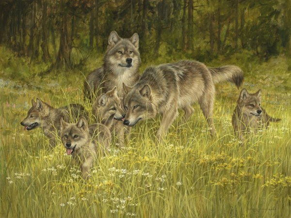 Логово волка волчица волчата