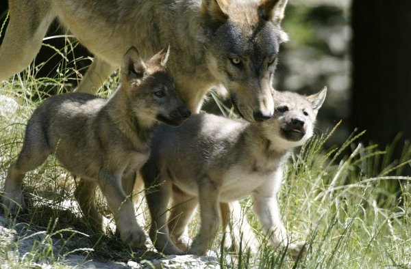 Волк, волчица,семья Волков