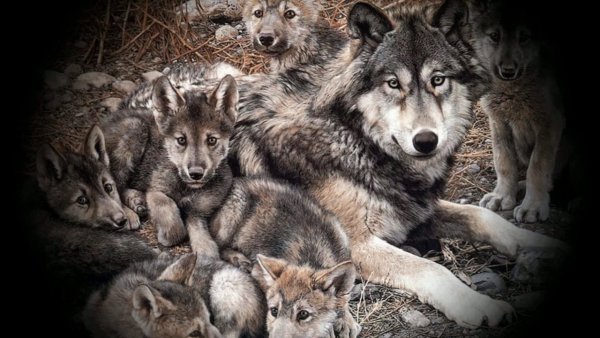 Волк переярок