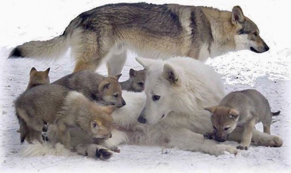Волчица с волчатами