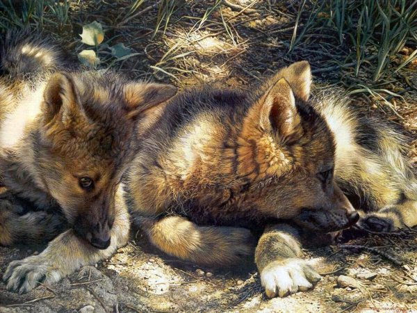 Волк, волчица, волчата – Волчье Логово,