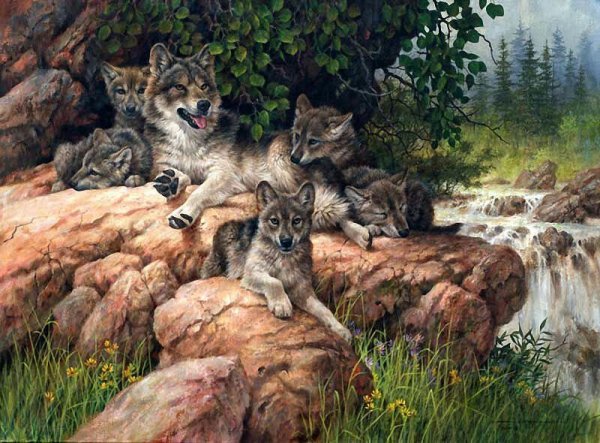 Волк, волчица,семья Волков