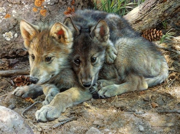 Волчица с волчатами