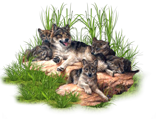 Дикие животные волк и Волчонок